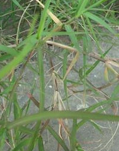 標(biāo)題：狗牙根
瀏覽次數(shù)：2292
發(fā)表時(shí)間：2017-11-02