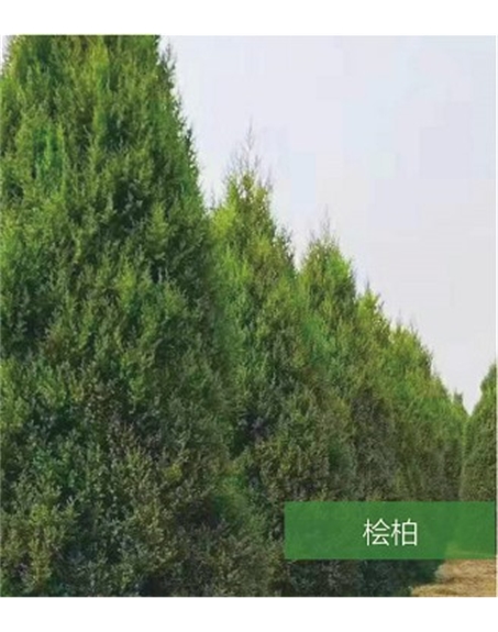 標(biāo)題：名貴樹種
瀏覽次數(shù)：1272
發(fā)表時(shí)間：2020-10-17