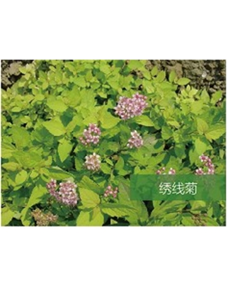 標(biāo)題：喬灌木
瀏覽次數(shù)：1335
發(fā)表時間：2020-10-17