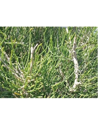 標題：名貴樹種
瀏覽次數(shù)：1352
發(fā)表時間：2020-10-17