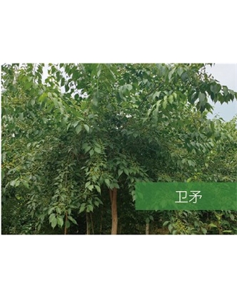 標(biāo)題：喬灌木
瀏覽次數(shù)：1839
發(fā)表時間：2020-10-17